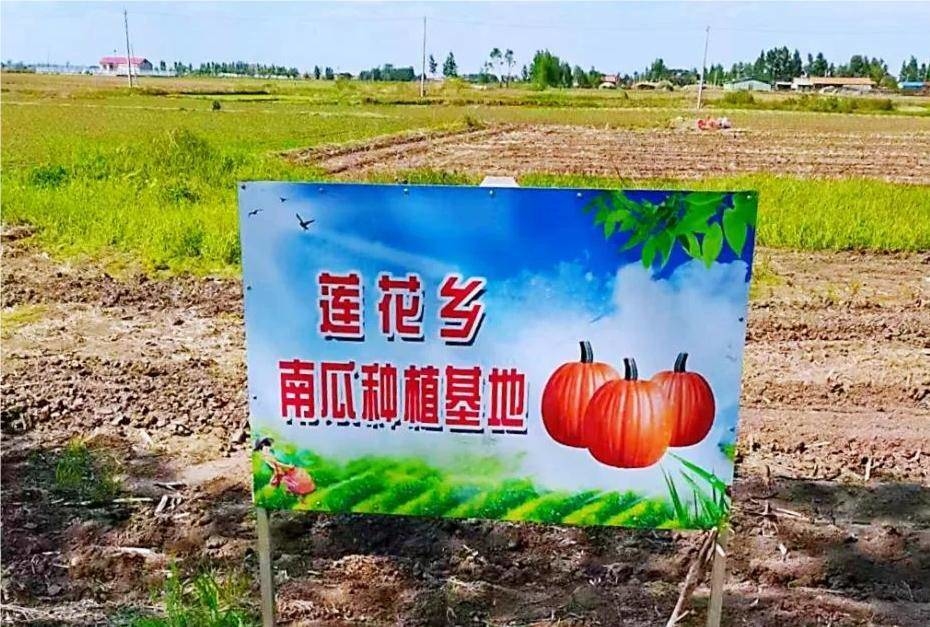 舒兰市莲花乡：&ldquo;六统一&rdquo;模式发展南瓜种植产业