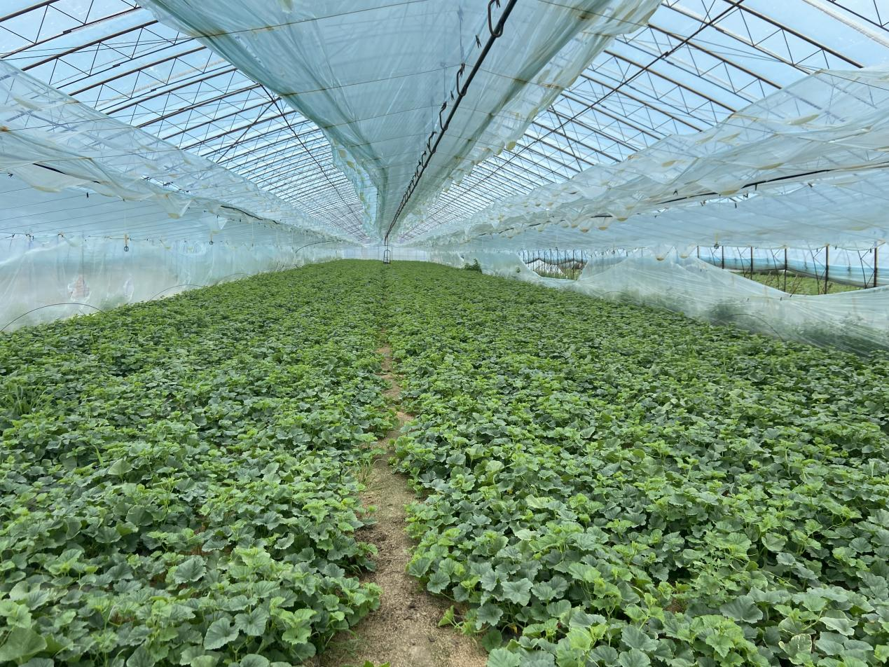 舒兰市水曲柳镇：小香瓜鼓起&ldquo;钱袋子&rdquo;