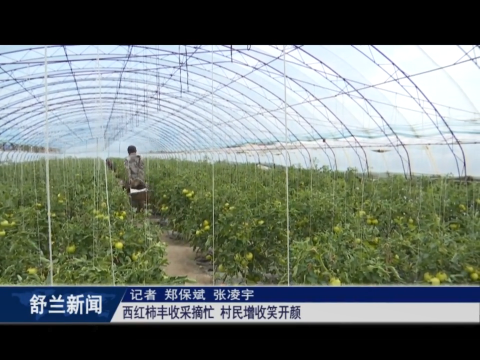 乡村振兴&middot;筑梦舒兰丨西红柿丰收采摘忙 村民增收笑开颜