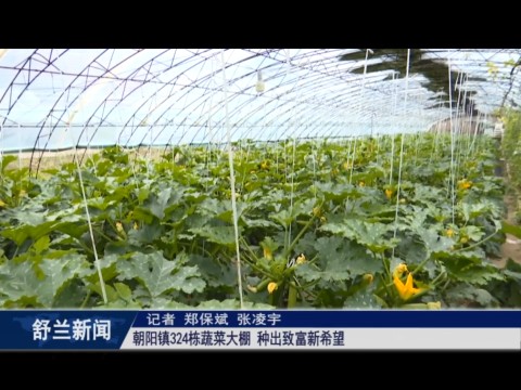 乡村振兴&middot;筑梦舒兰丨舒兰市朝阳镇324栋蔬菜大棚 种出致富新希望