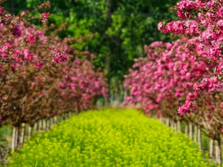 定了！舒兰&ldquo;城市精神&rdquo;&ldquo;市树&rdquo;&ldquo;市花&rdquo;正式出炉！