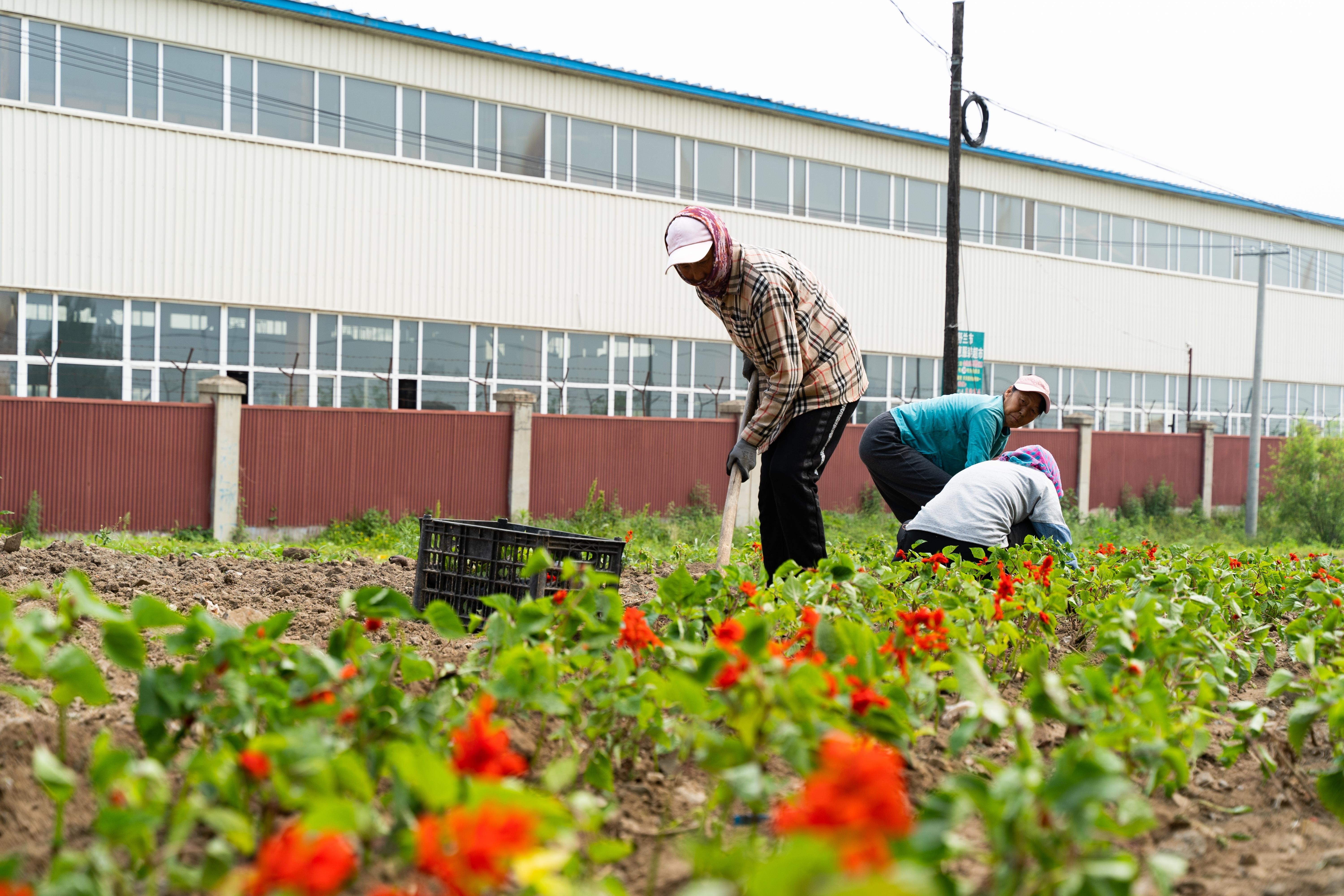 人居环境整治丨舒兰市环城街道：一村一个&ldquo;口袋花园&rdquo;扮靓乡村环境