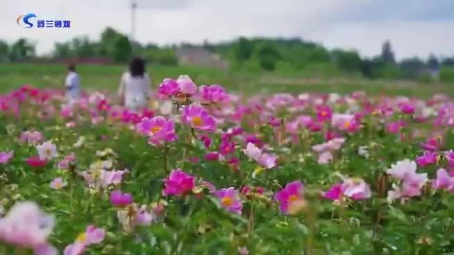 舒兰市新村花海