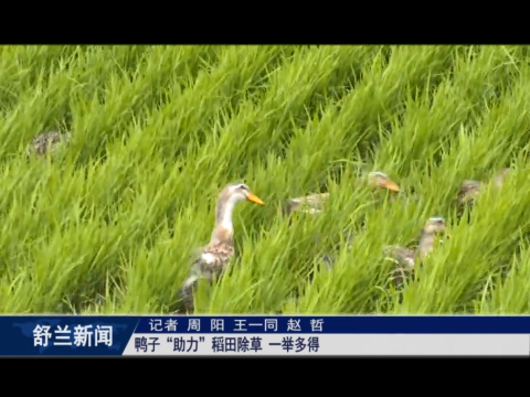 乡村振兴&middot;筑梦舒兰丨鸭子&ldquo;助力&rdquo;稻田除草 一举多得