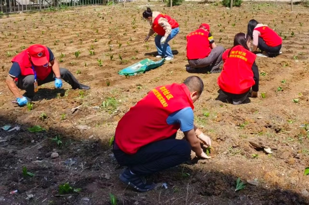 爱国卫生运动丨舒兰市北城街道育才社区开展&ldquo;种植花卉 干净社区&rdquo;志愿服务活动