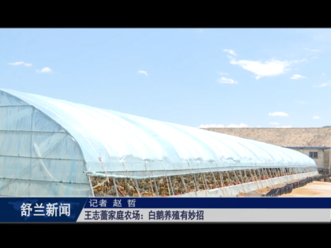 白鹅振翅 产业振兴丨王志蔷家庭农场：白鹅养殖有妙招