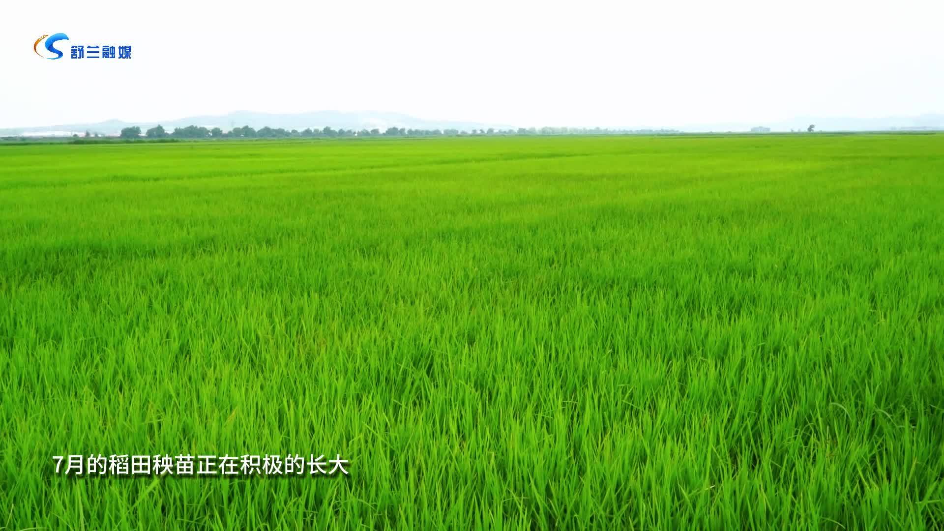 7月的稻田—水满田畴稻叶齐 日光穿树晓烟低
