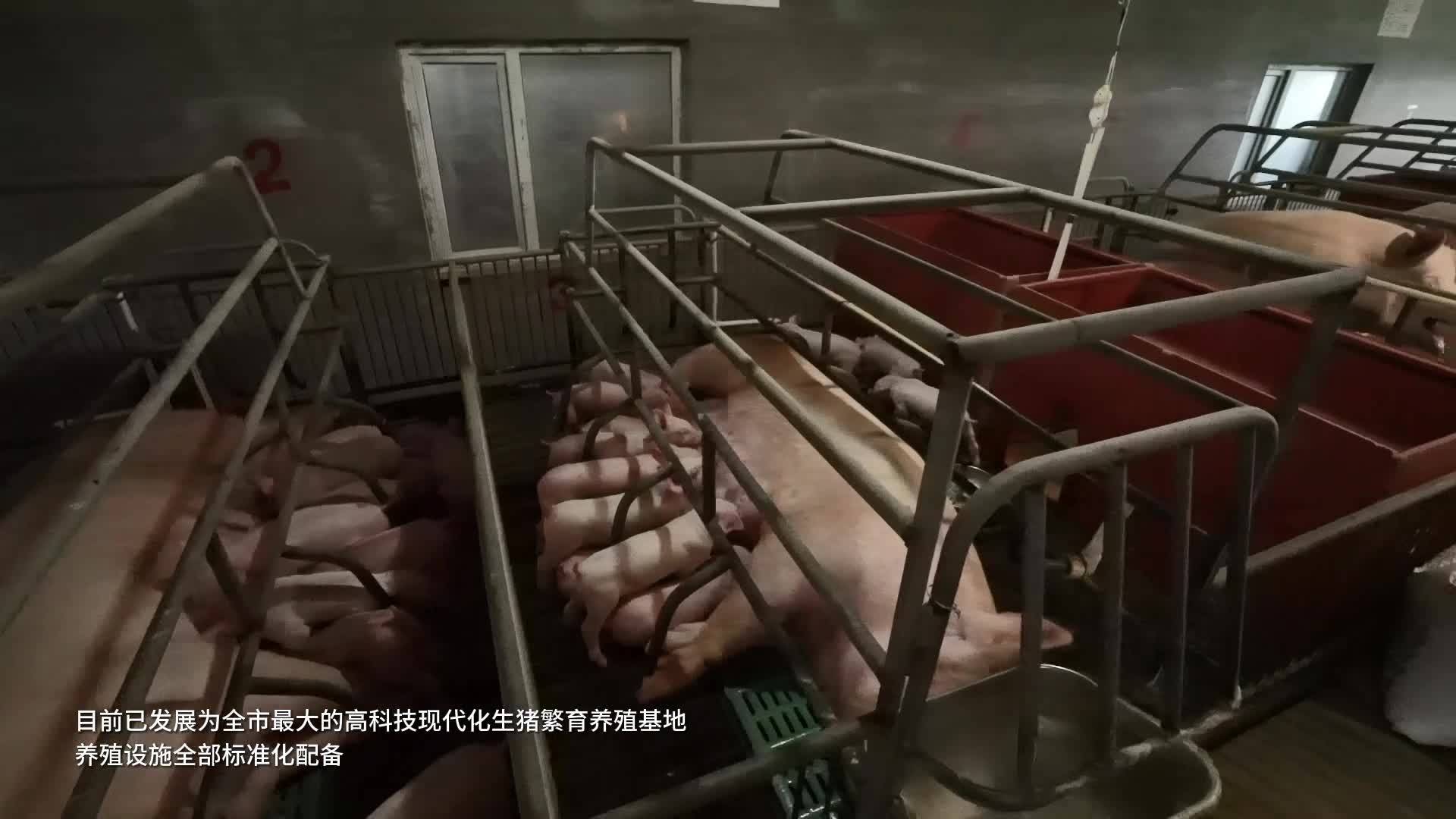 六合源高科技现代化生猪繁育养殖基地