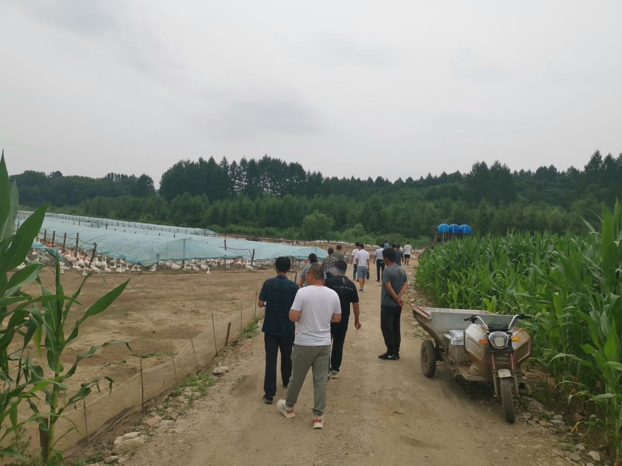 舒兰市环城街道促进白鹅产业提质增效