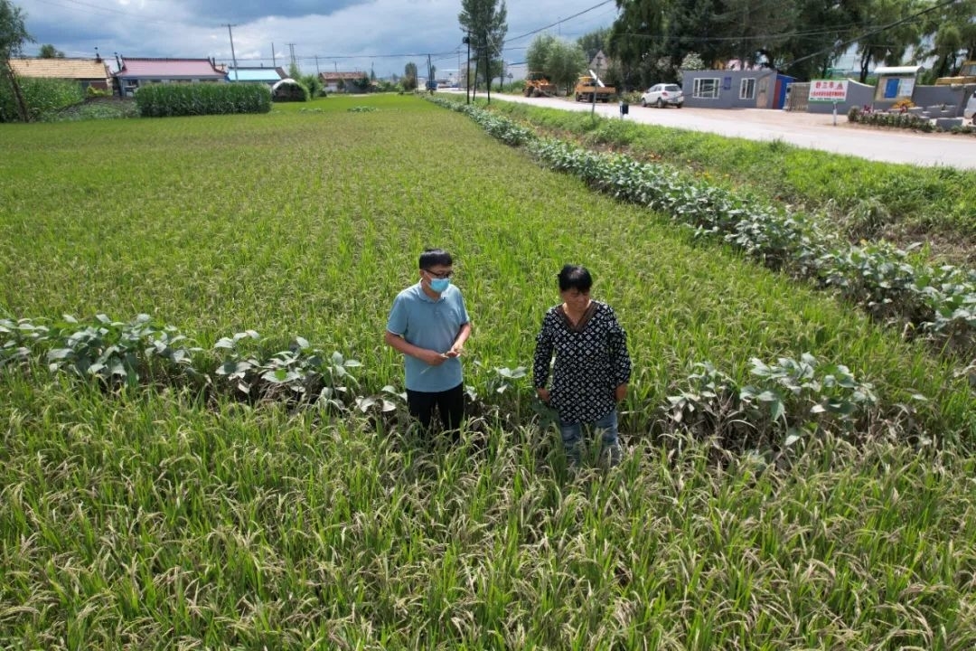 强化病虫害防控 促灾后恢复生产&mdash;&mdash;舒兰市农业技术推广中心专家指导灾后农作物恢复生产