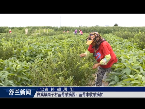乡村振兴&middot;筑梦舒兰丨舒兰市白旗镇岗子村蓝莓采摘园：蓝莓丰收采摘忙