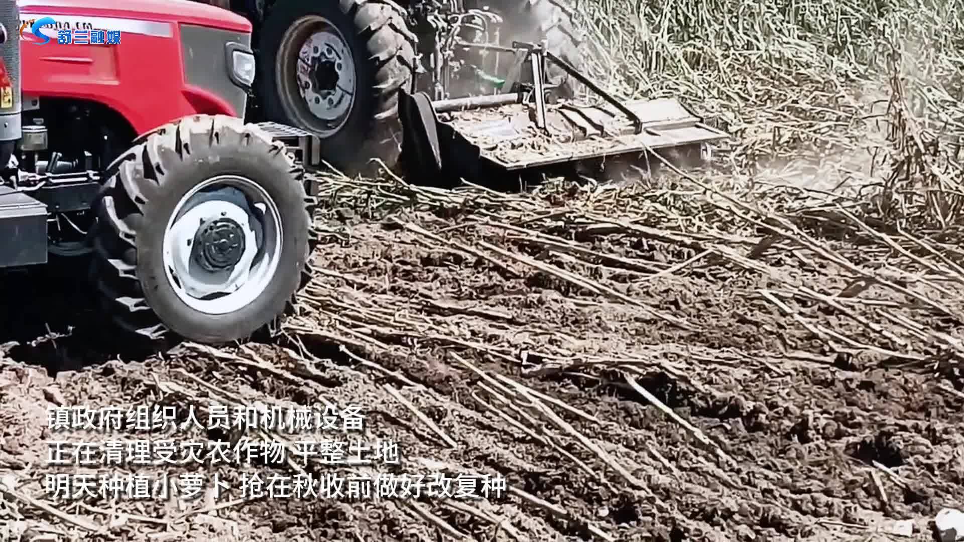 看看开原镇清理受灾土地种植小萝卜