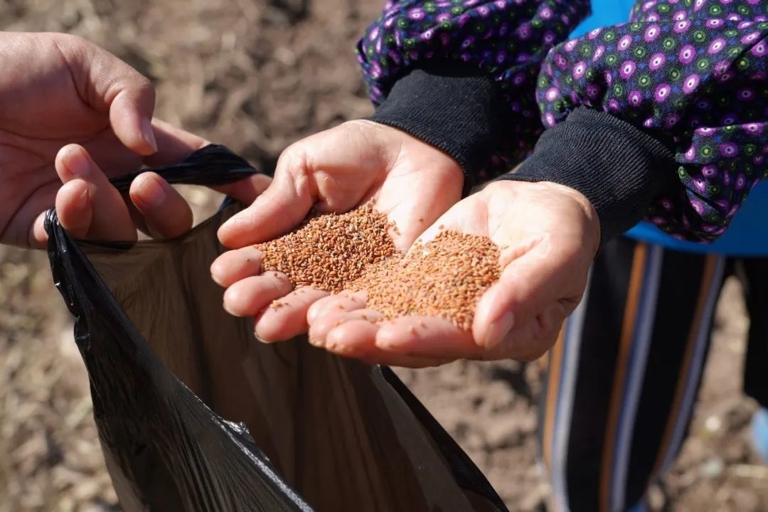 舒兰市开原镇：灾后补种 助农减损