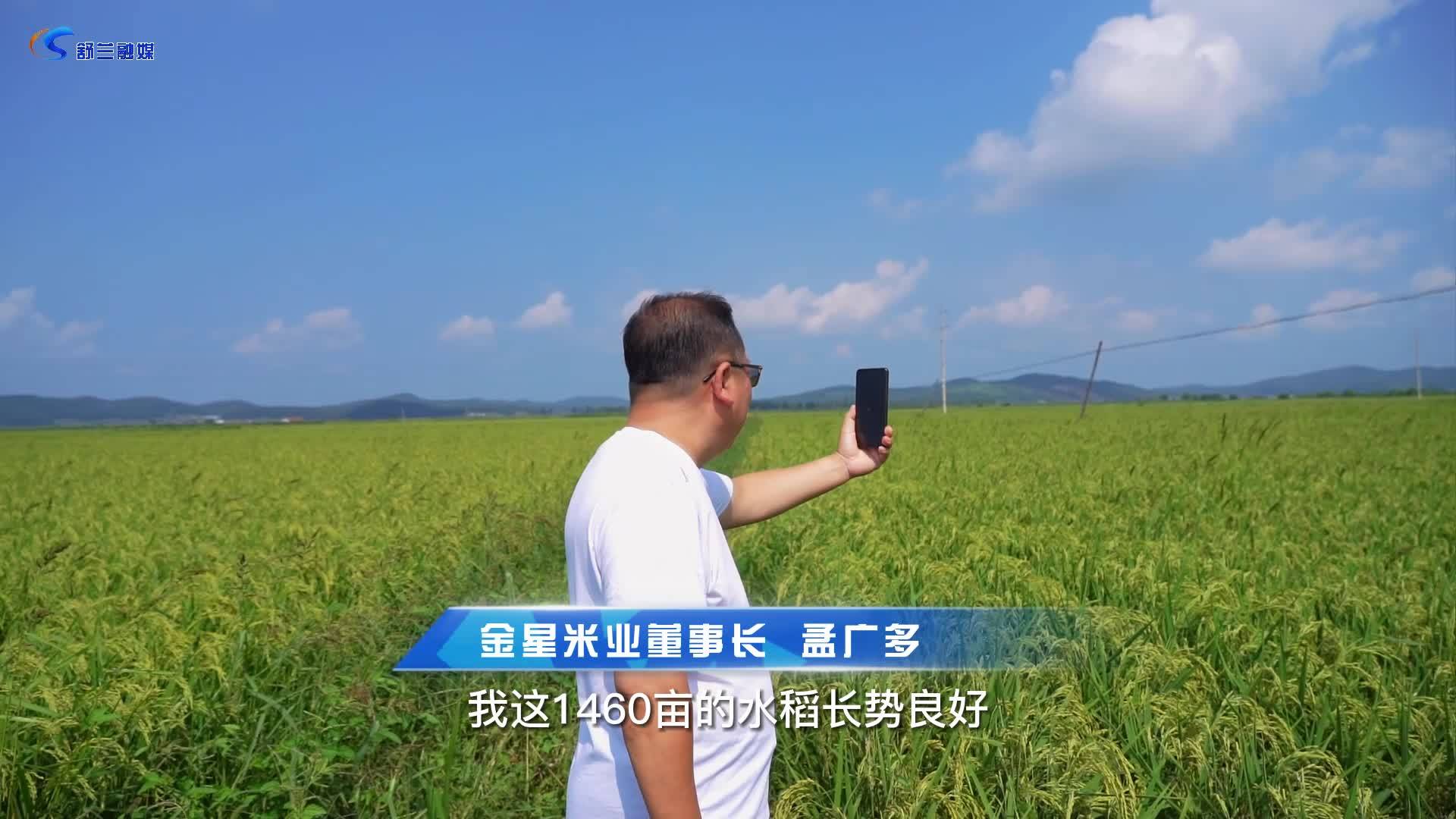 舒兰市吉林大米十大领军企业探访—金星米业
