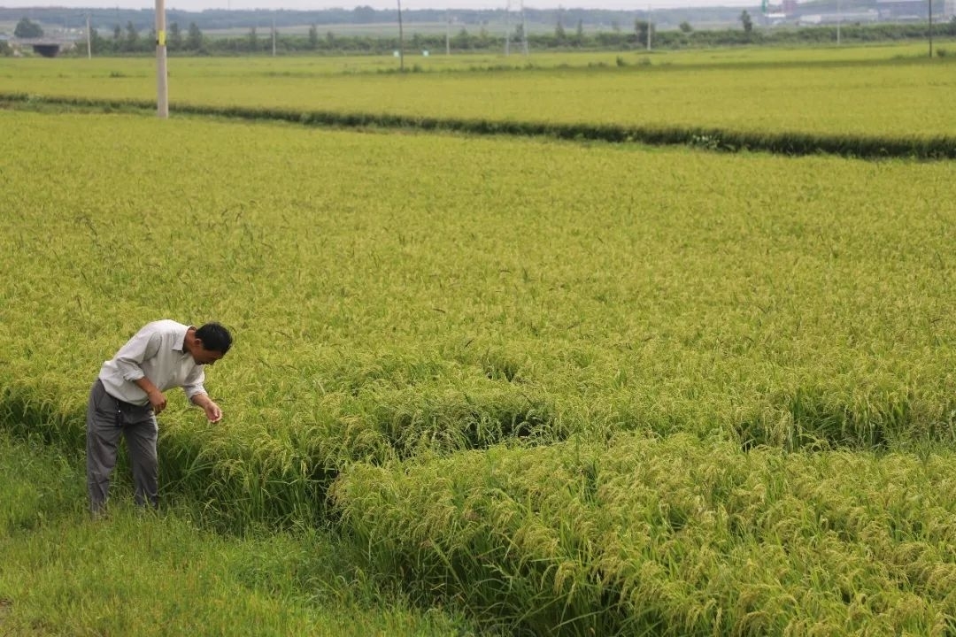 舒兰市吉林大米十大特优企业探访（三）&mdash;&mdash;禾鑫谷物