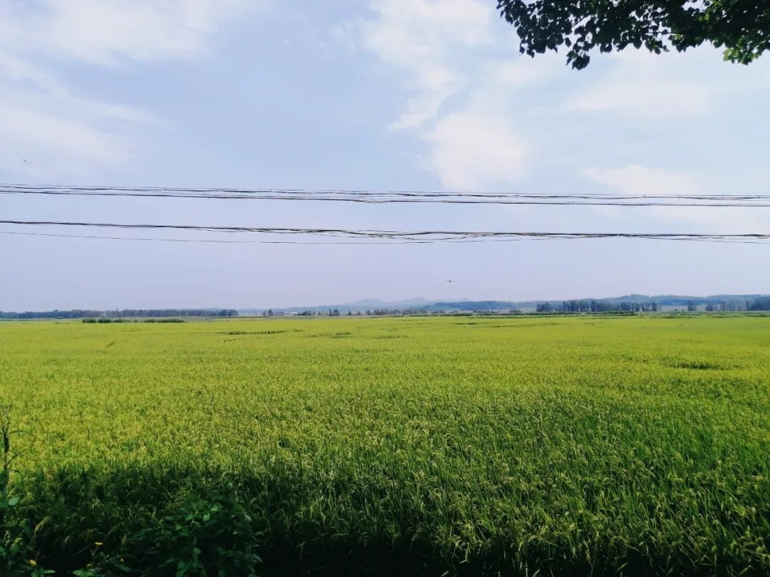 舒兰市七里乡水稻长势良好 丰收在望