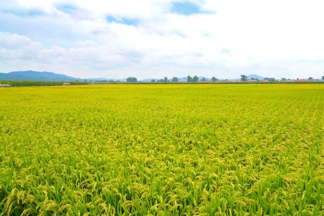 舒兰市吉林大米十大特优企业探访（四）&mdash;&mdash;吉米粮食