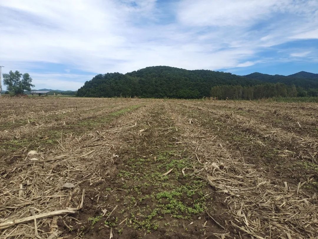 舒兰市开原镇复耕作物陆续出苗