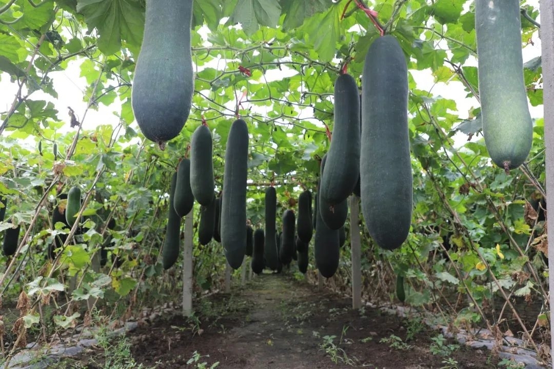 乡村振兴&middot;筑梦舒兰丨舒兰市朝阳镇合兴村：&ldquo;种养结合&rdquo;走出绿色致富路