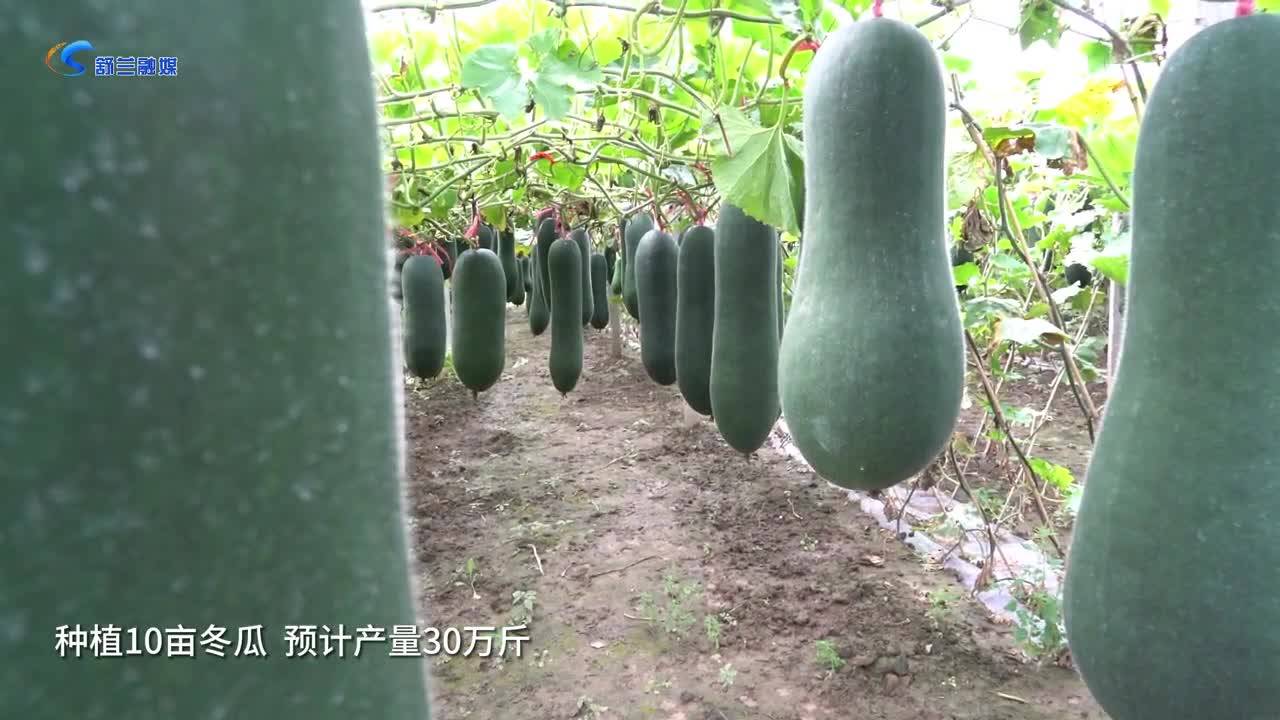 朝阳镇加快发展“以农养牧，以牧促农”循环经济