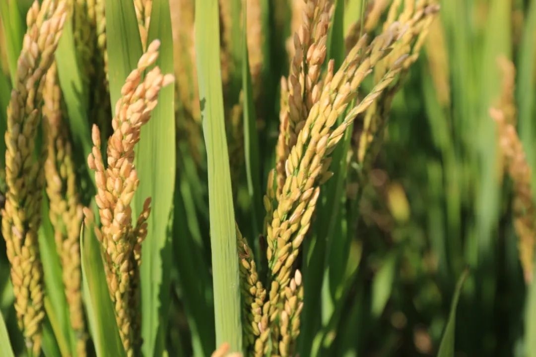 丰收舒兰丨舒兰市75万亩水稻丰收在望