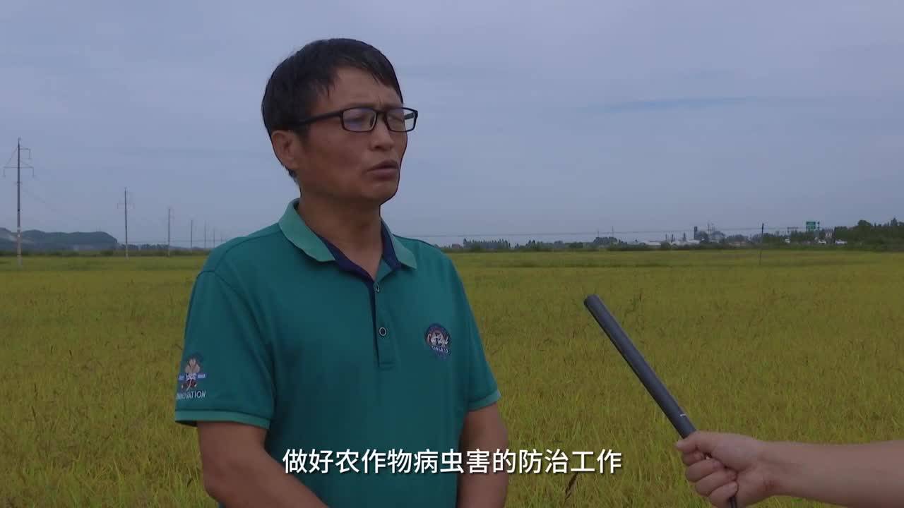 舒兰市75万亩水稻丰收在望