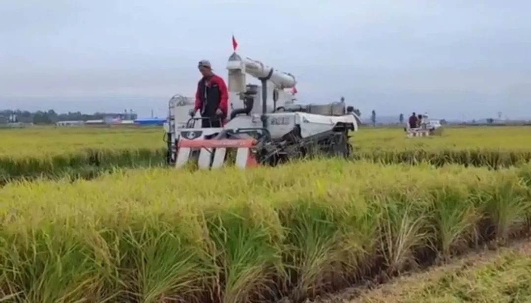 丰收舒兰丨舒兰市平安镇新发村：早稻开镰收割忙