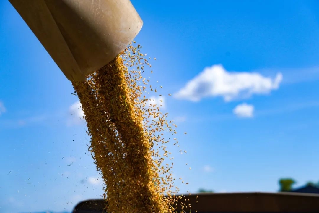 丰收舒兰丨平安镇学明家庭农场水稻开镰收割