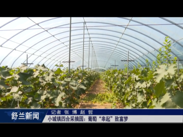 乡村振兴&middot;筑梦舒兰丨舒兰市小城镇四合采摘园：葡萄&ldquo;串起&rdquo;致富梦
