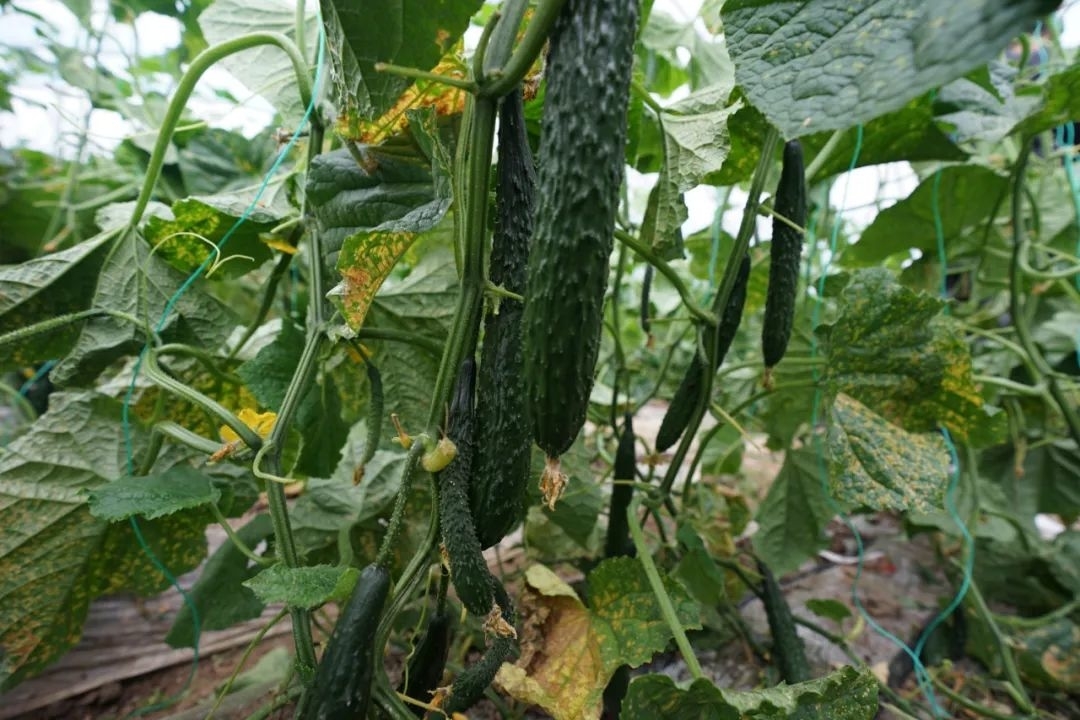 丰收舒兰丨吉舒街道宏润农业产业园黄瓜丰产销量好