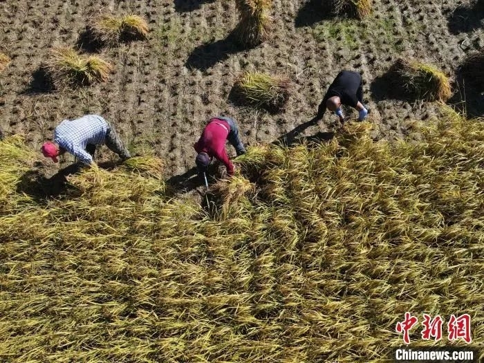 中国新闻网丨挺过洪灾迎丰收 &ldquo;稻城&rdquo;舒兰又飘稻香