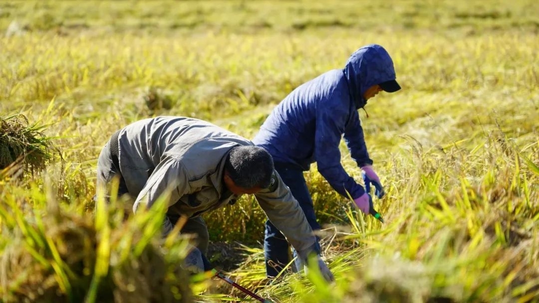 丰收舒兰丨平安镇永平新家水稻种植家庭农场开镰收割迎丰收