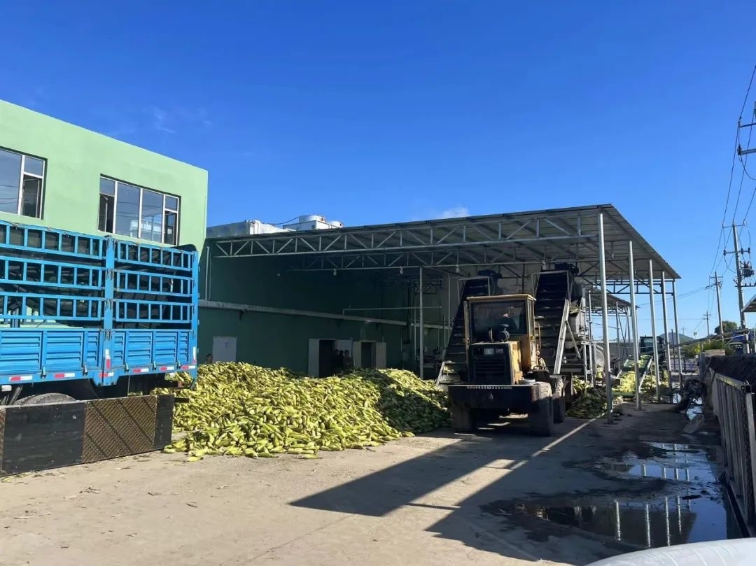 丰收舒兰丨舒兰市上营镇甜黏玉米深加工项目提前建成投产