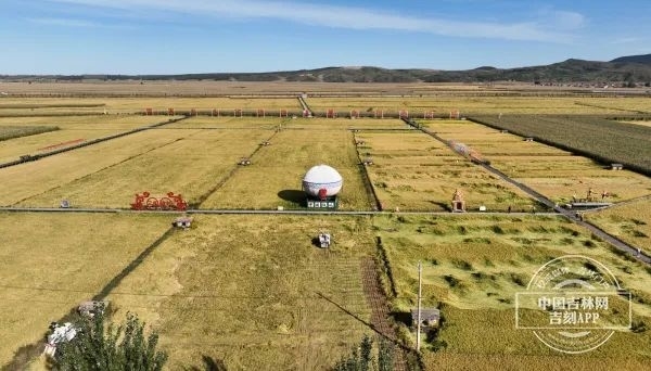 中国吉林网丨稻花香里说丰年 舒兰：吉米飘香
