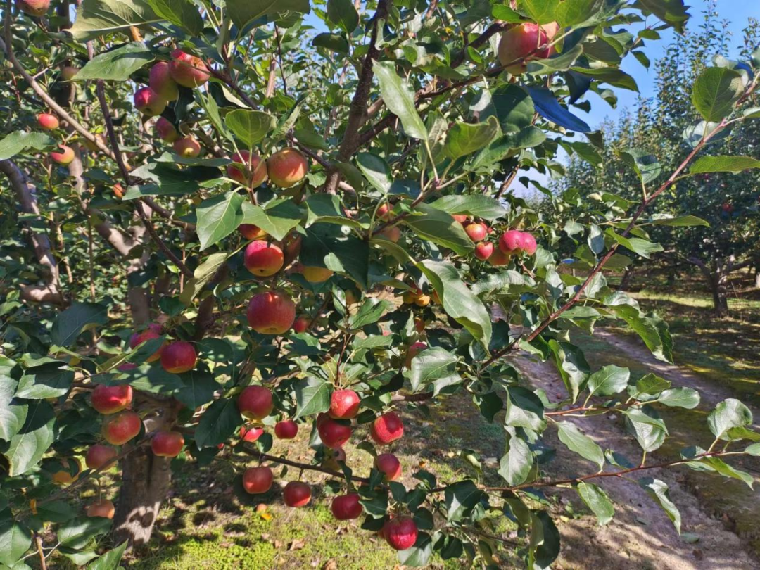 丰收舒兰丨舒兰市朝阳镇：果农田间采摘忙 金秋收获好光景