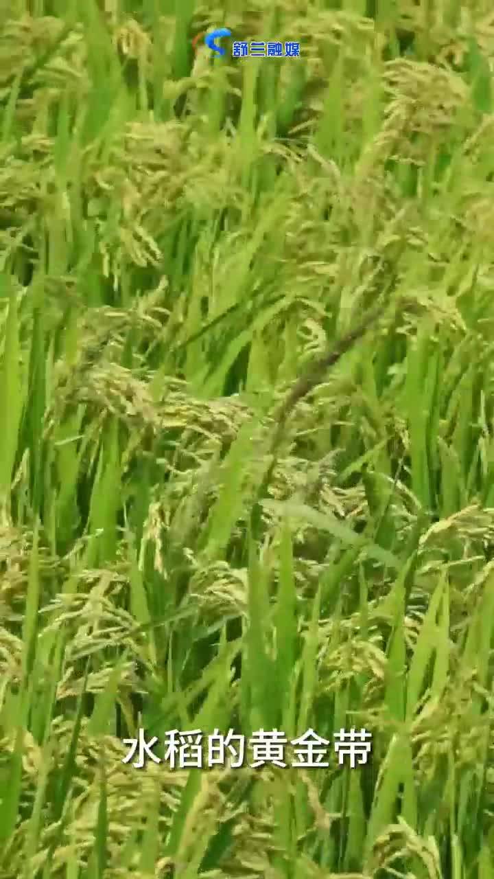 吉林农业科技学院农学院教授  李开忠#丰收的季节