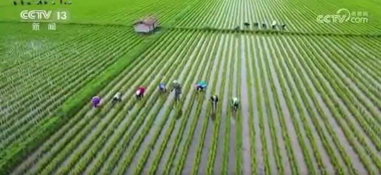 &ldquo;人间烟火气 舒兰好大米&rdquo;再现央视荧屏！