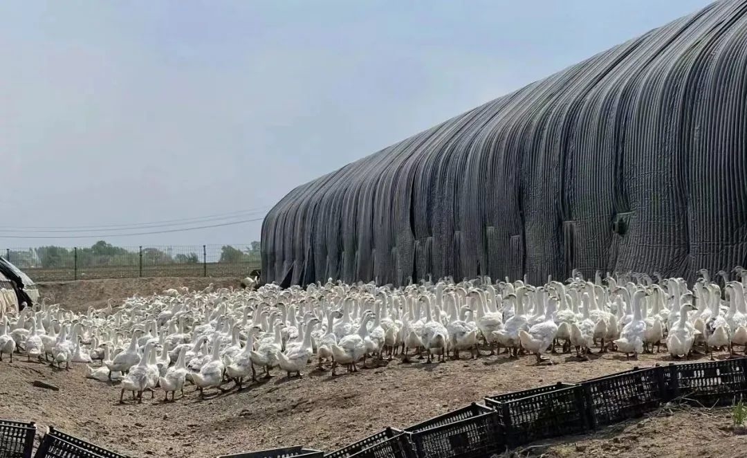 丰收舒兰丨舒兰市水曲柳镇：村民变股东 合作社喜分红