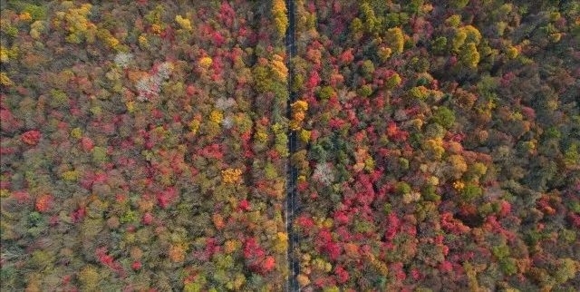 吉视通丨香山红叶甲天下 新安红叶逾香山