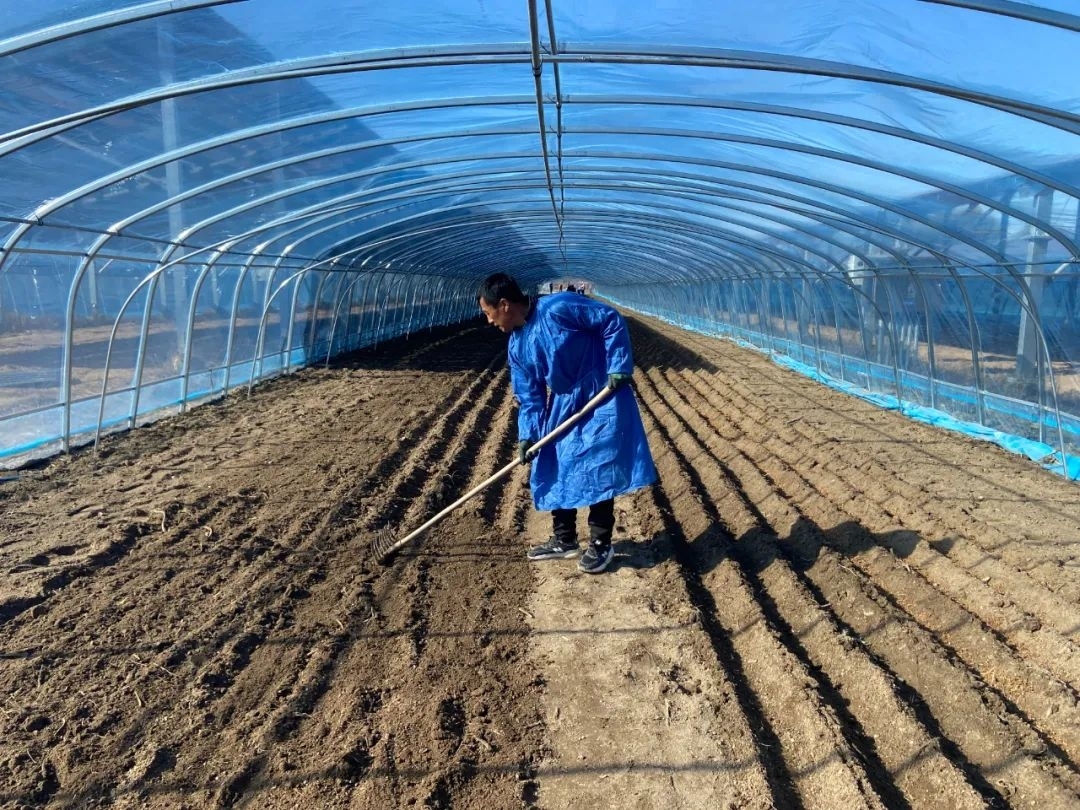 乡村振兴&middot;筑梦舒兰丨开原镇八里村：备种羊肚菌 田间劳作忙