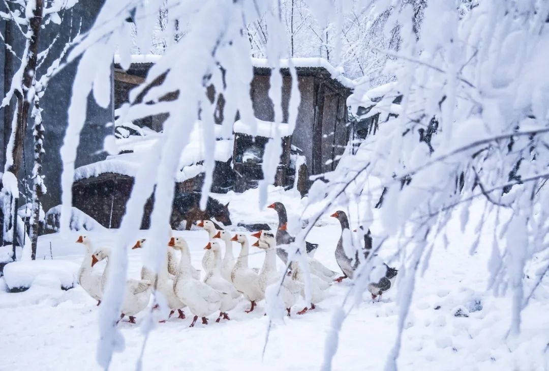 雪中舒兰 风景如画