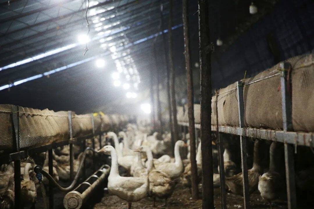 乡村振兴&middot;筑梦舒兰丨反季鹅养殖 唱响乡村振兴&ldquo;向天歌&rdquo;