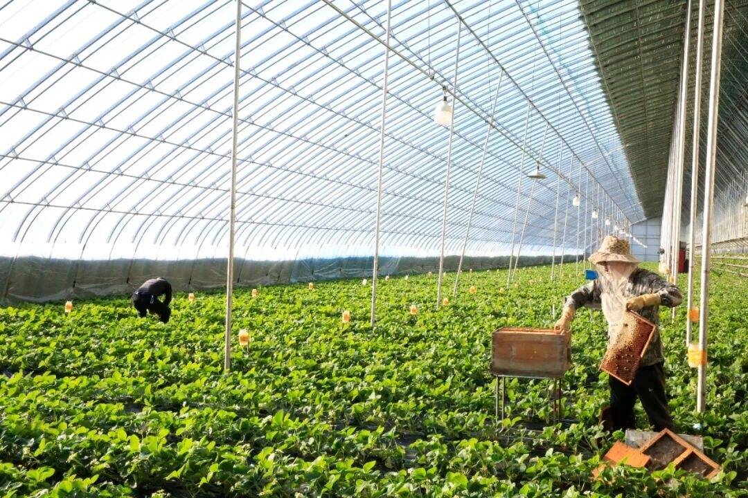 乡村振兴&middot;筑梦舒兰丨舒兰市鑫晟沅家庭农场：冬日草莓红 助力乡村产业兴