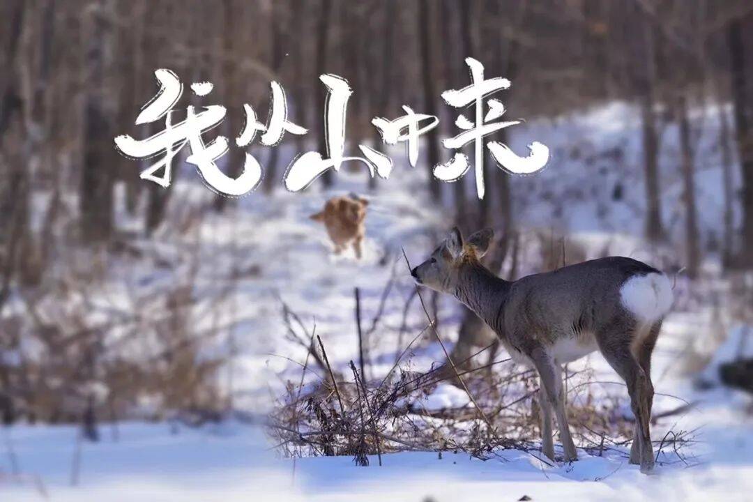 舒兰市融媒体中心拍摄的作品《我从山中来》 荣获第十届亚洲微电影艺术节优秀作品奖