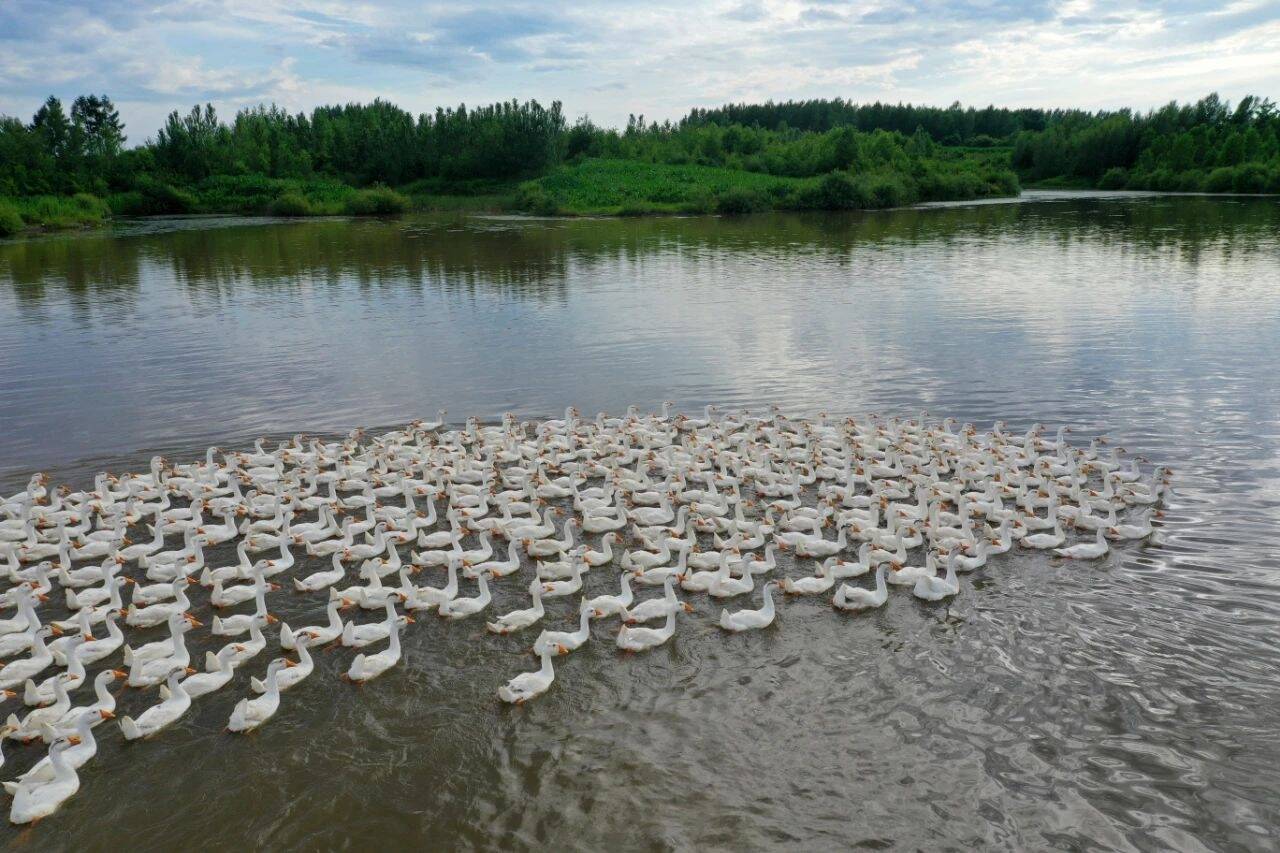 舒兰白鹅振翅高歌&mdash;&mdash;舒兰市白鹅产业发展综述