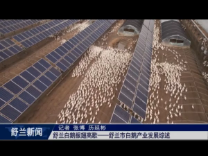舒兰白鹅振翅高歌&mdash;&mdash;舒兰市白鹅产业发展综述