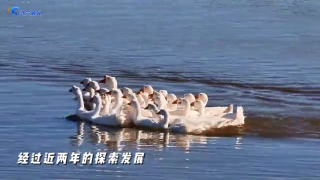 2023年舒兰白鹅养殖量突破千万只