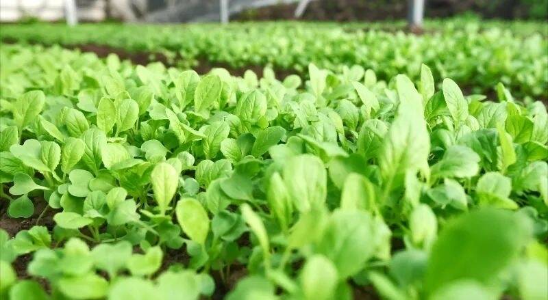 舒兰市环城街道兴山村：冬季大棚绿满园 反季蔬菜促增收