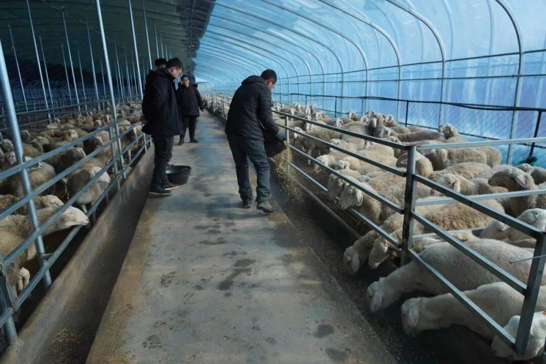 乡村振兴&middot;筑梦舒兰丨舒兰市莲花乡：做强湖羊产业 赋能乡村振兴