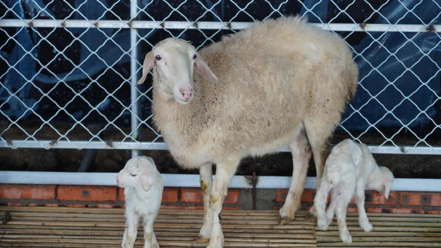 乡村振兴&middot;筑梦舒兰丨舒兰市莲花乡：&ldquo;湖羊妈妈&rdquo;生了双胞胎